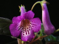 Sinningia 'Tory' Sinningia 'Tory'